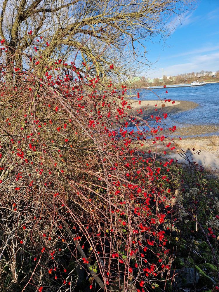 ​Ein Hagebutten-Strauch mit vielen leuchtend roten Beeren. Er wächst an einem steinigen Flussufer unter blauem Himmel