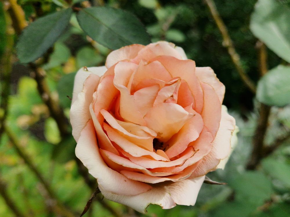 Eine apricotfarbene blühende Rose