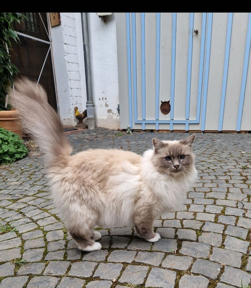 Ein sehr hübscher Birma-Kater