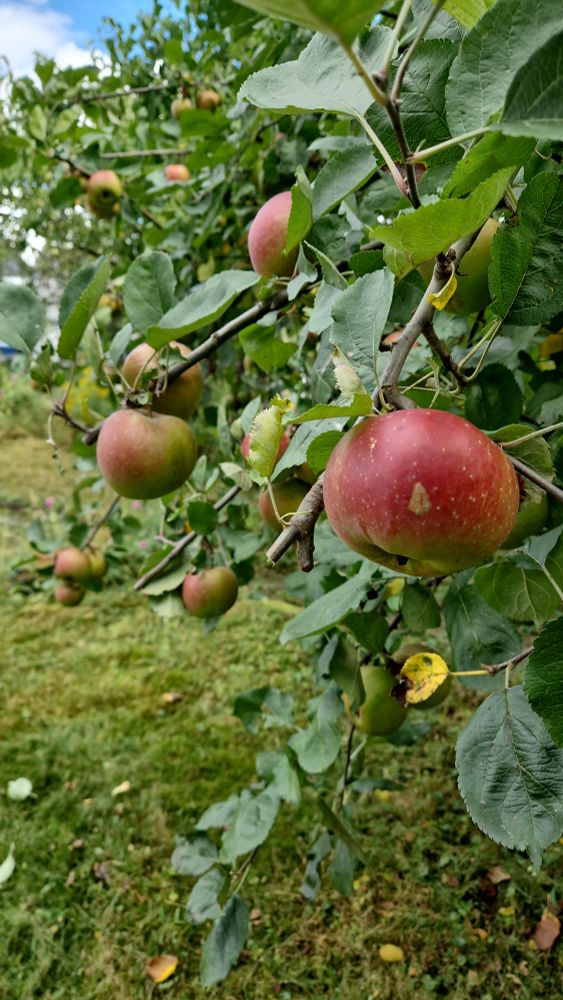 Rotbackige Äpfel am Apfelbaum 