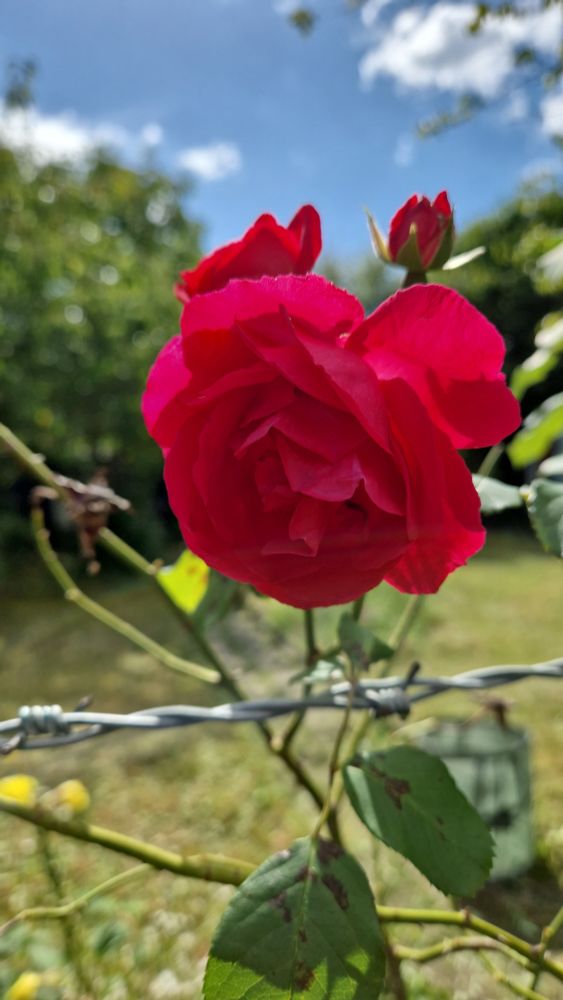 Eine blühende rote Rose in Nahaufnahme - dahinter unscharf Grün und ein blauer Himmel