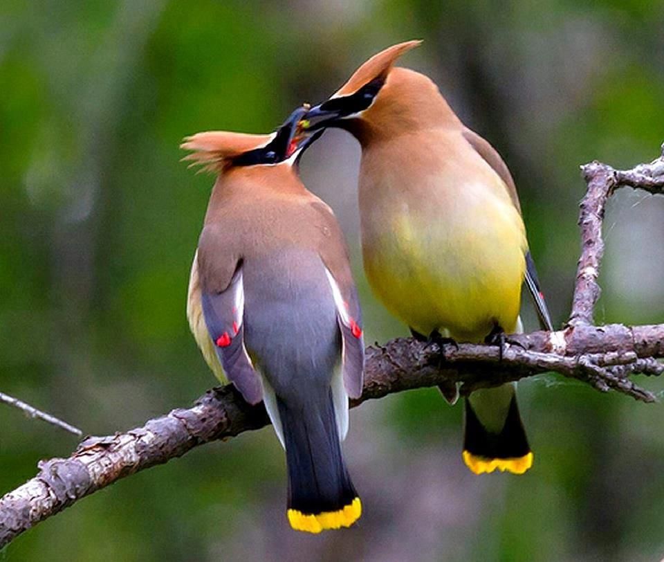2 cedar waxwings passing an insect. Photo by Linda Cunico, via project feeder.