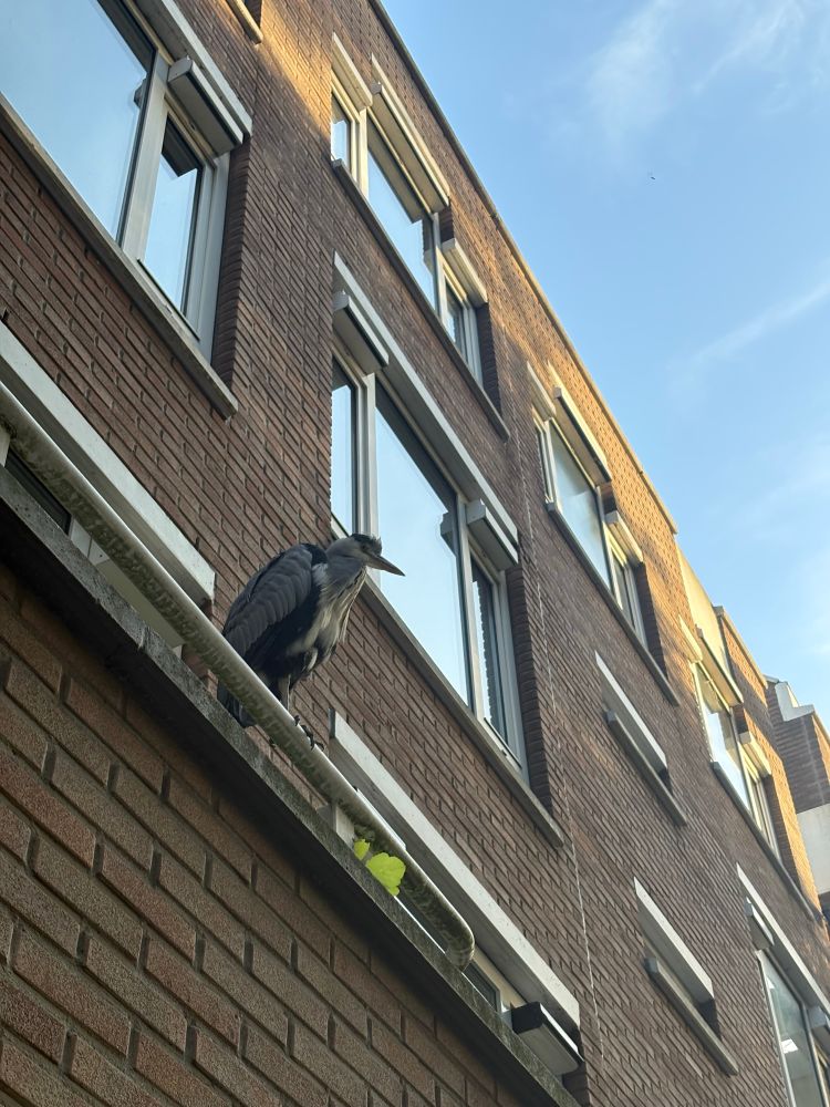 A heron perched on an apartment complex in Amsterdam, September 2025