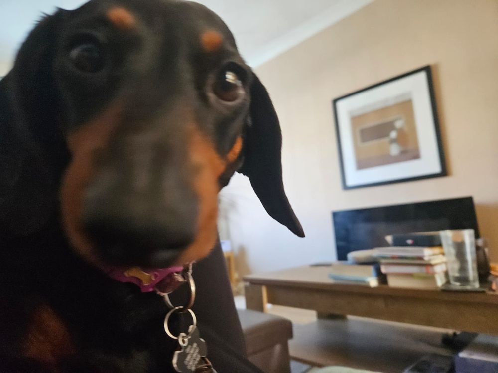 Sausage dog staring close by