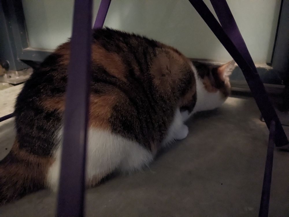 MouMou, chat orange, noir et blanc, pris en photo de dos. Il est allongé et regarde sous les panneaux qui séparent notre balcon de celui des voisins.