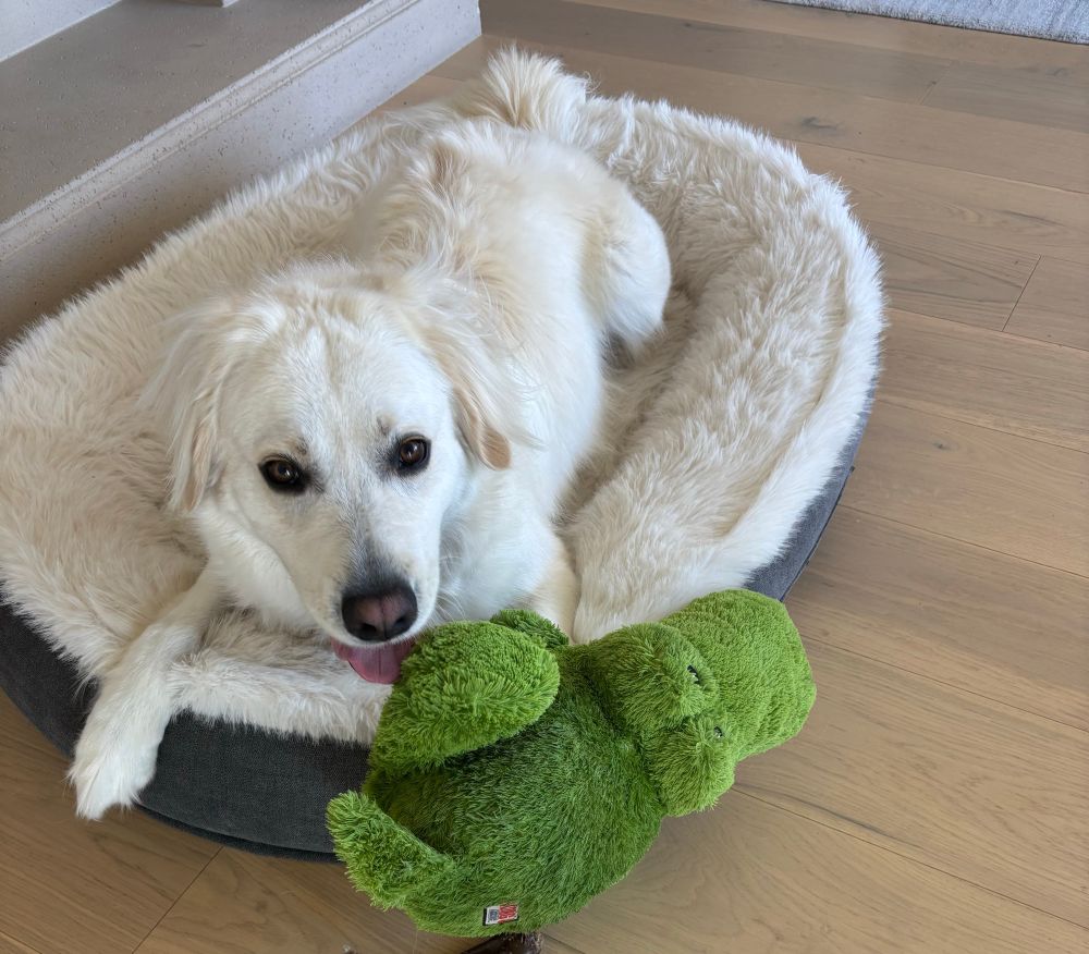 Dog with tongue out