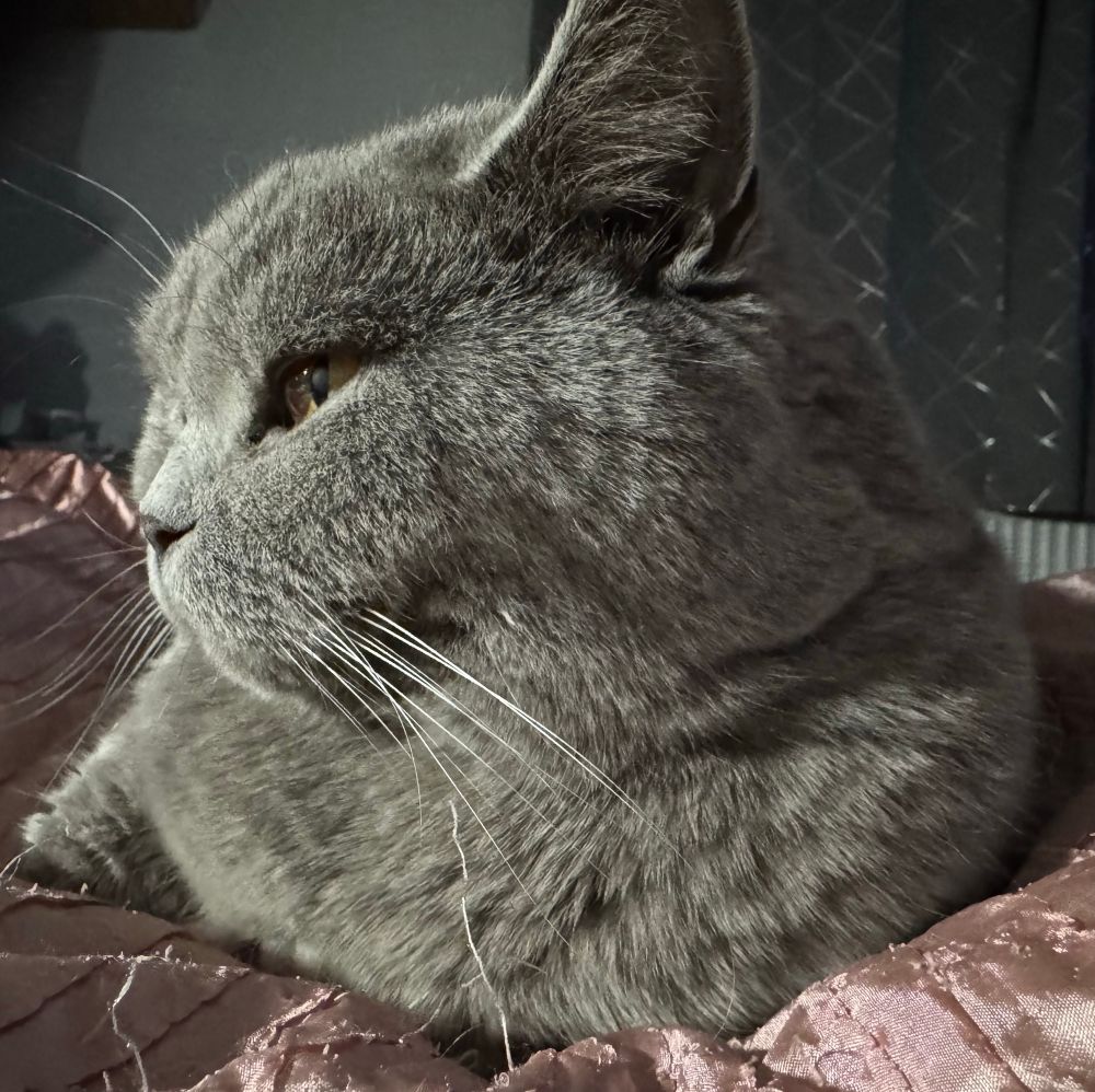 Blue cat with orange eyes lying on pink bedspread, with head turned sideways displaying his long whiskers 