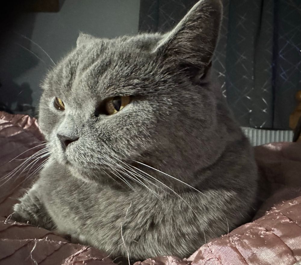 Same as pic 1, only with cat facing camera a bit more 