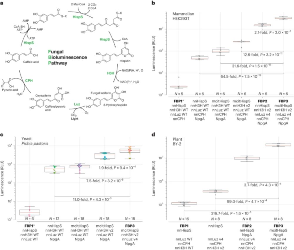 An improved pathway for autonomous bioluminescence imaging in eukaryotes - Nature Methods