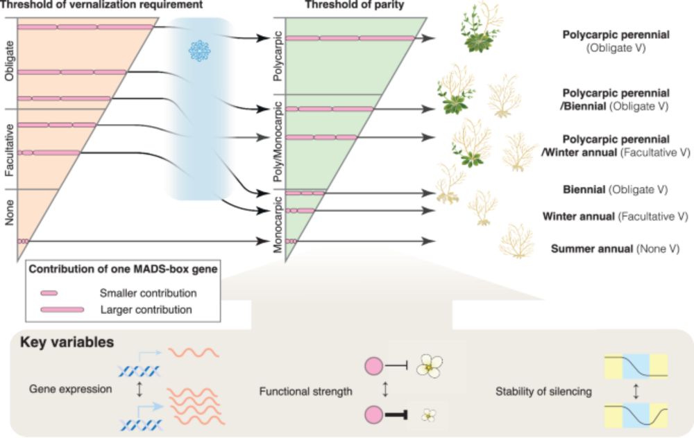 Perenniality: the tale of three MADS-box genes - Cell Research