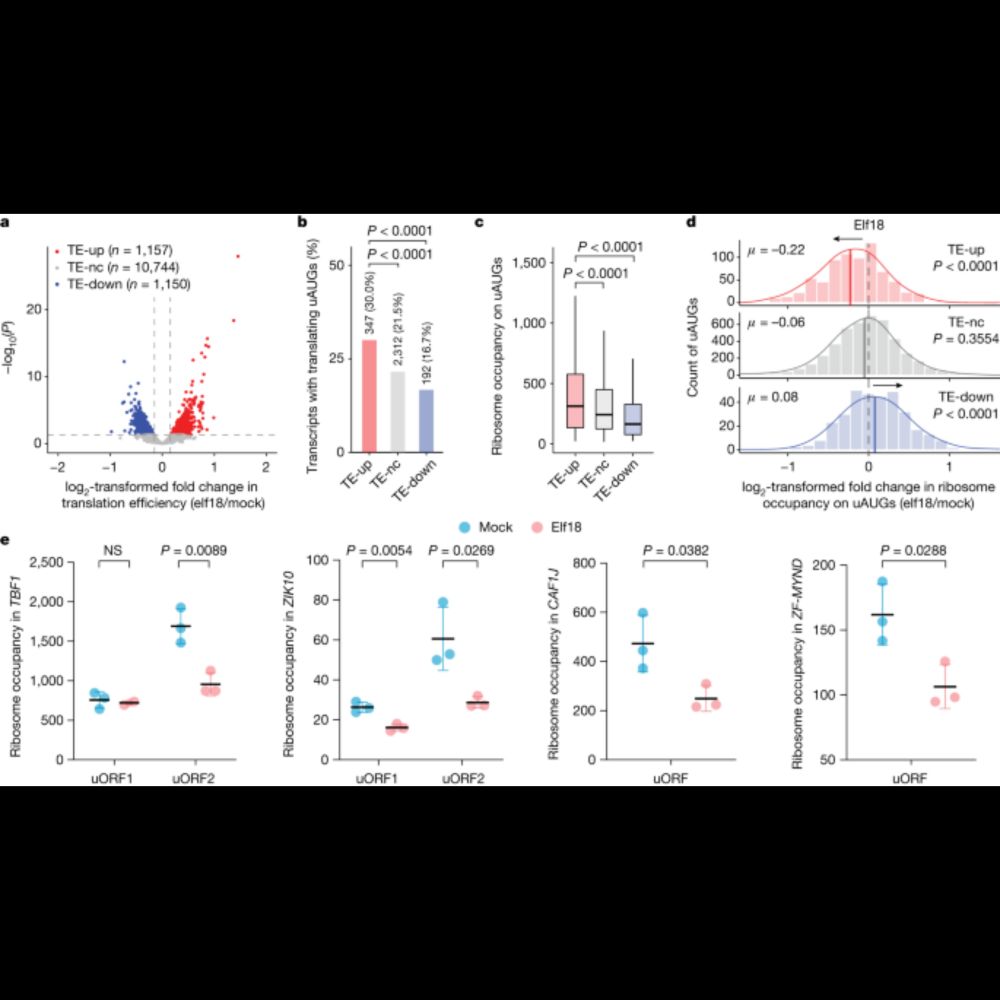 Pervasive downstream RNA hairpins dynamically dictate start-codon selection - Nature