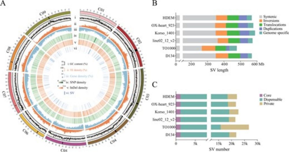 A new chromosome-scale genome of wild Brassica oleracea provides insights into the domestication of Brassica crops