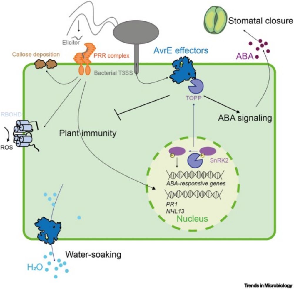 The conserved AvrE family of bacterial effectors: functions and targets during pathogenesis