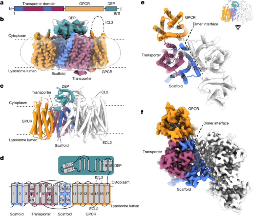 LYCHOS is a human hybrid of a plant-like PIN transporter and a GPCR - Nature