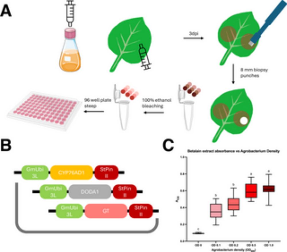 MultiGreen: A multiplexing architecture for GreenGate cloning