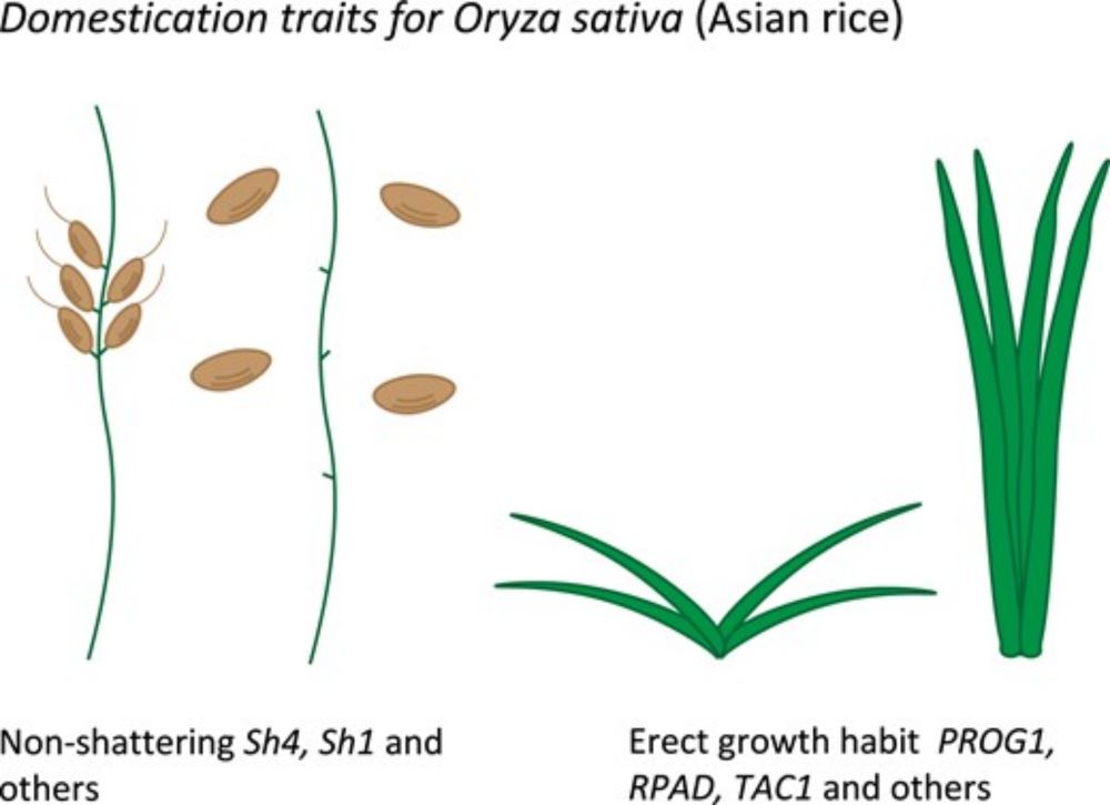 Domestication and the evolution of crops: variable syndromes, complex genetic architectures, and ecological entanglements