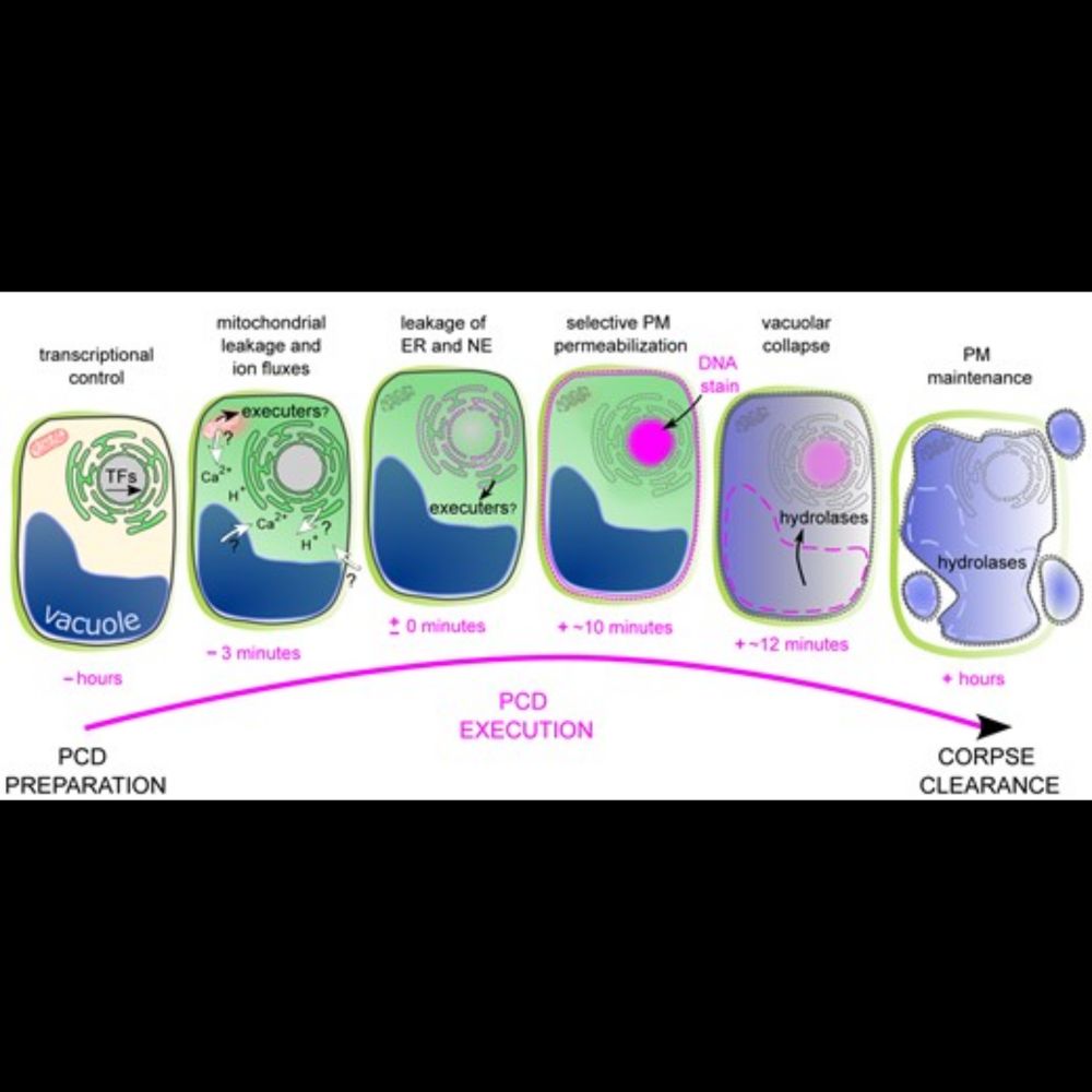 A developmentally controlled cellular decompartmentalization process executes programmed cell death ...