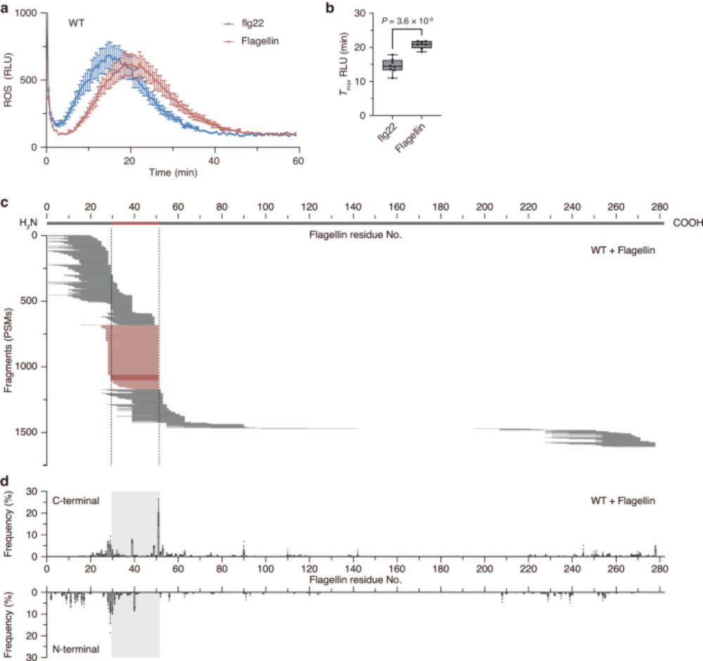 Arabidopsis SBT5.2 and SBT1.7 subtilases mediate C-terminal cleavage of flg22 epitope from bacterial flagellin - Nature Communications