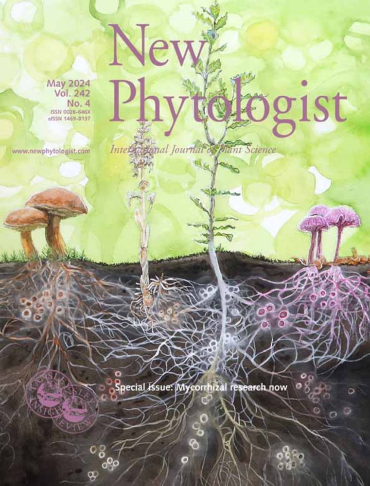 The auxin efflux carrier PIN1a regulates vascular patterning in cereal roots