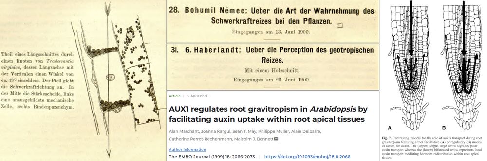 The title pages of the three papers: "Ueber die Art der Wahrnehmung des Schwerkraftreizes bei den Pflanzen" by Bohumil Řehoř Němec (1900), "Ueber die Perception des geotroplschen Reizes" by Gottlieb Johann Friedrich Haberlandt (1900), and "AUX1 regulates root gravitropism in Arabidopsis by facilitating auxin uptake within root apical tissues" by Alan Marchant et al. (1999). On the left, an sketch from Haberlandt, showing a set of cells from a root that was tilted by 13 degrees. The starch granules are visible inside the cells and have shifted from the center to the corners of the cells that is now pointing down along the gravitropic force. On the right is a sketch from Marchant, showing a root tip with arrows that indicate the auxin flow: Down toward the QC inside the vasculature, then out to the sides and back up toward the shoot in the outer tissues. When the root is slightly tilted, the shoot-ward auxin flow is redirected to the lower side, where it inhibits cell elongation. Hence, the cells on the opposite side elongate more, which leads to root bending.
