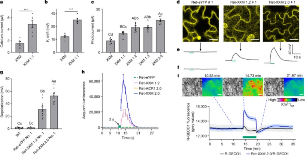 Probing plant signal processing optogenetically by two channelrhodopsins - Nature