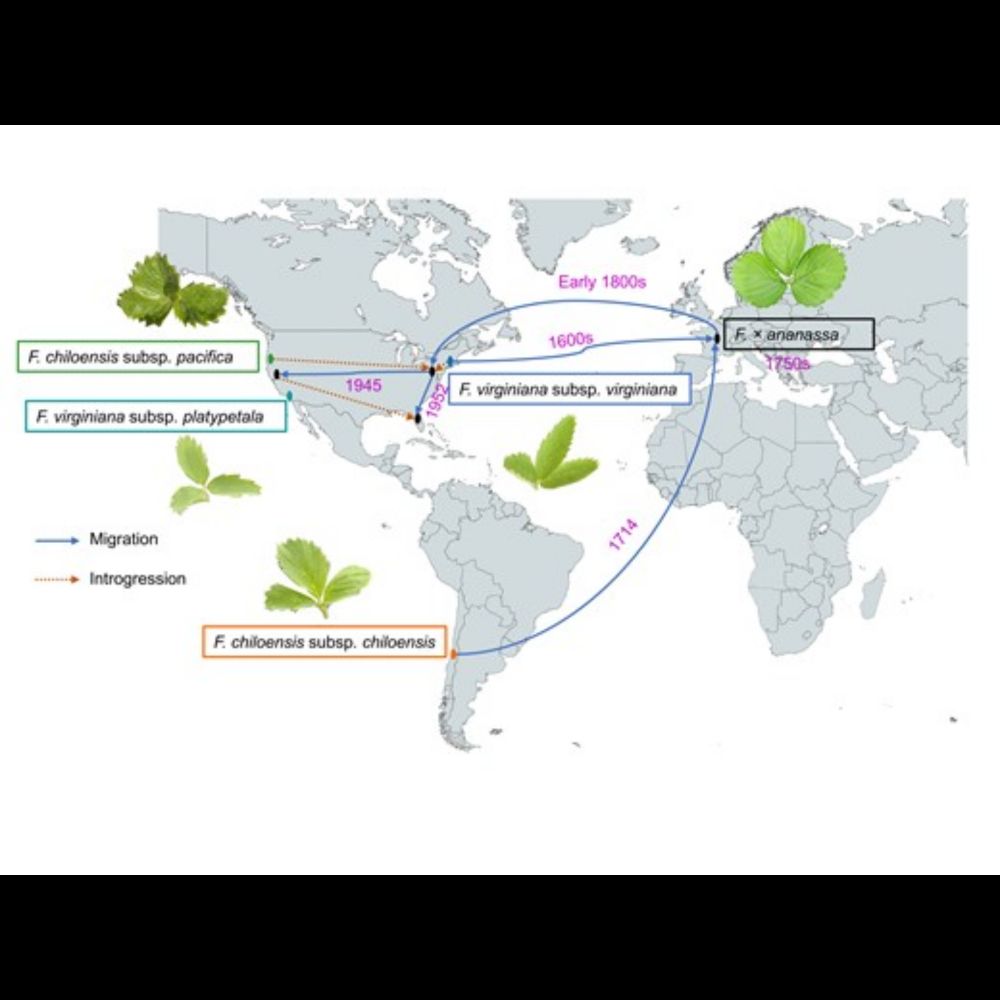 Genomic signatures of strawberry domestication and diversification