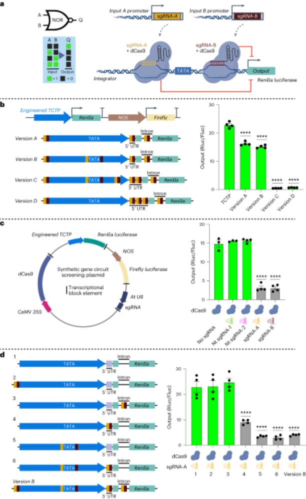 CRISPRi-based circuits to control gene expression in plants - Nature Biotechnology