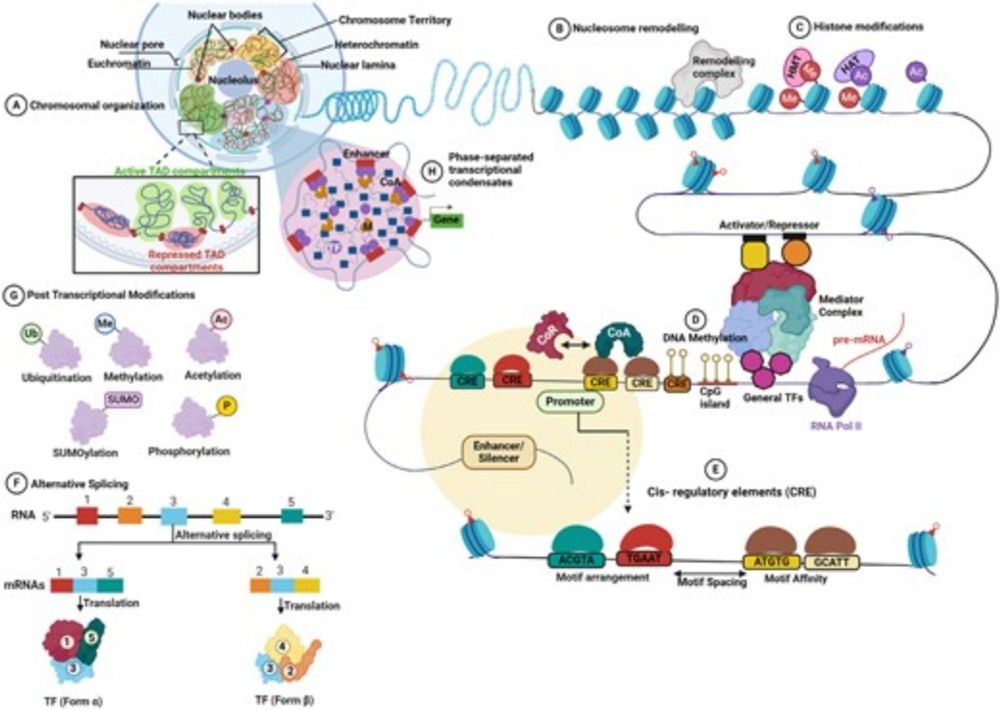 Decoding the functionality of plant transcription factors