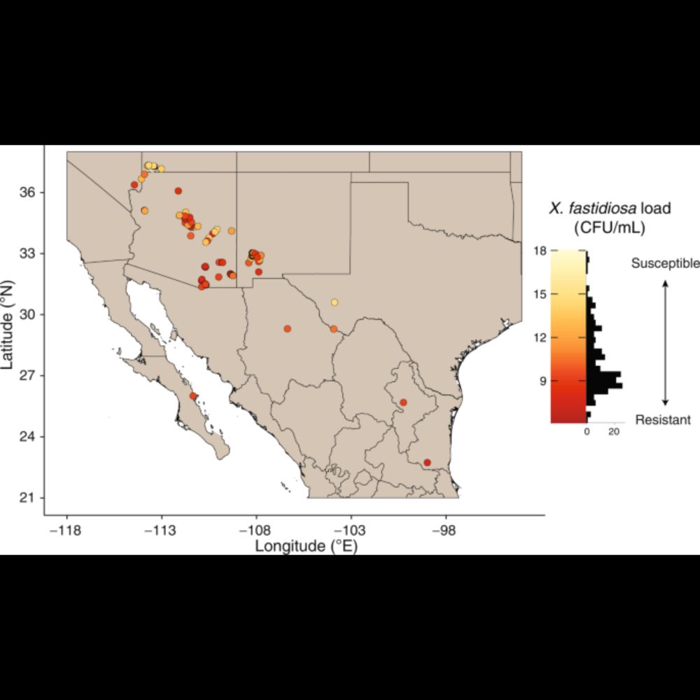 Multigenic resistance to Xylella fastidiosa in wild grapes (Vitis sps.) and its implications within ...