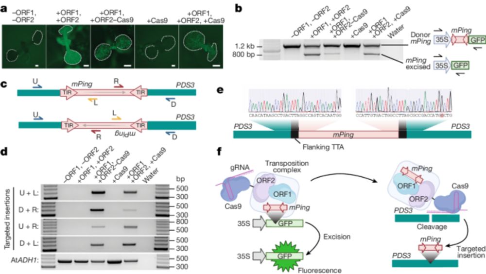 Transposase-assisted target-site integration for efficient plant genome engineering - Nature