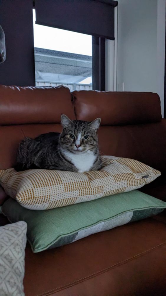 Sending healing vibes for Missy from Whiskey 💙