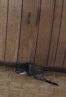 a photo of a tortoise shell kitten eating dry food in a rec room with wood tiled floor and wood paneled walls