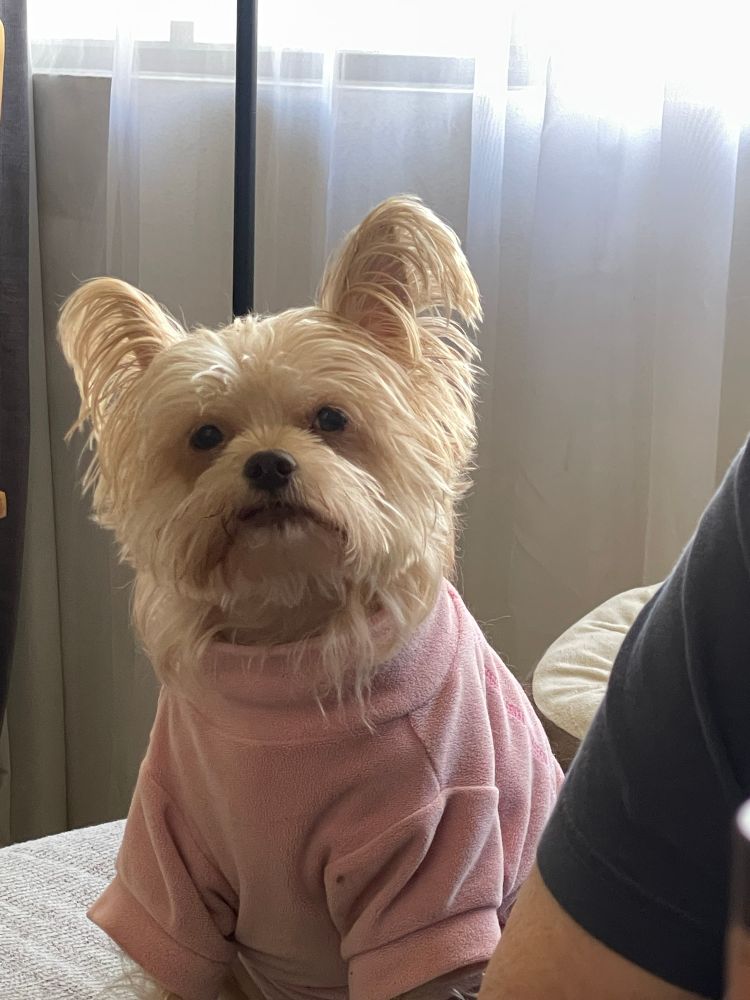 A blonde terrier mix wears a pink mock turtleneck sweater with sleeves extending halfway down front legs, seated on a couch. Blonde hairs cover the dog’s face and tall ears, and poke out of the pink collar. The dog’s eyes are small and dark, and framed by bushy blonde eyebrows. The little nose is brown, and the mouth forms a slight frown. 