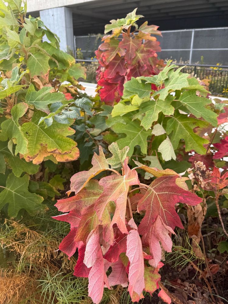 Oak leaf hydrangea- the leaves in green yellow red- with spikier leaved plants- in green and yellow below.