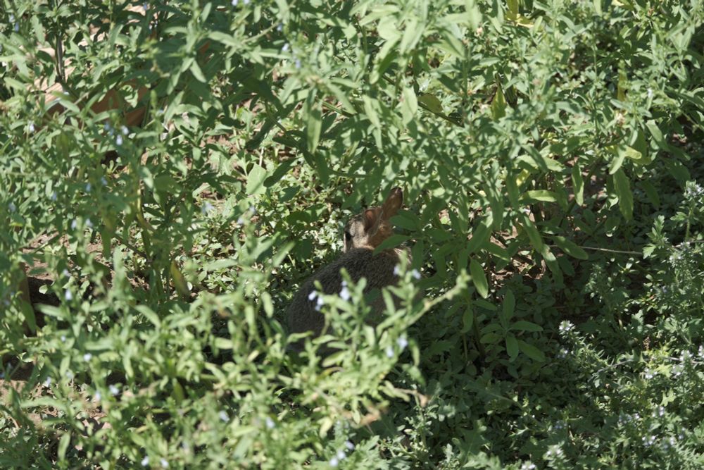 A native mountain cottontail rabbit. Not a zoo animal, though it was living in the zoo.