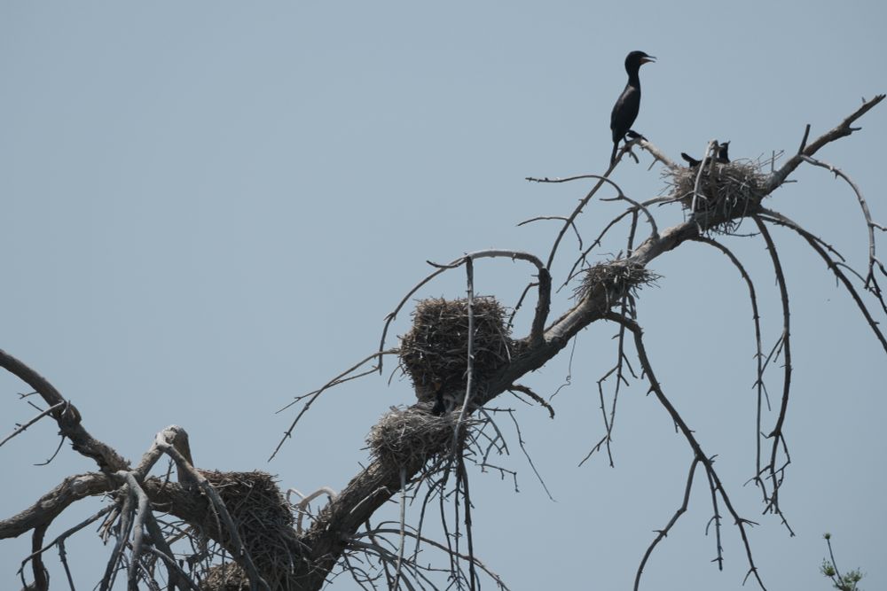 A native double-crested cormorant living in a tree near the zoo.