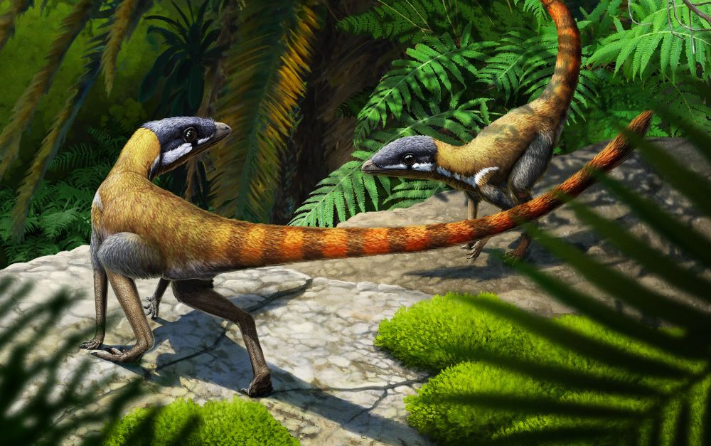The lagerpetid Scleromochlus, one of the closest relatives of pterosaurs. Artowrk by Gabriel Ugueto