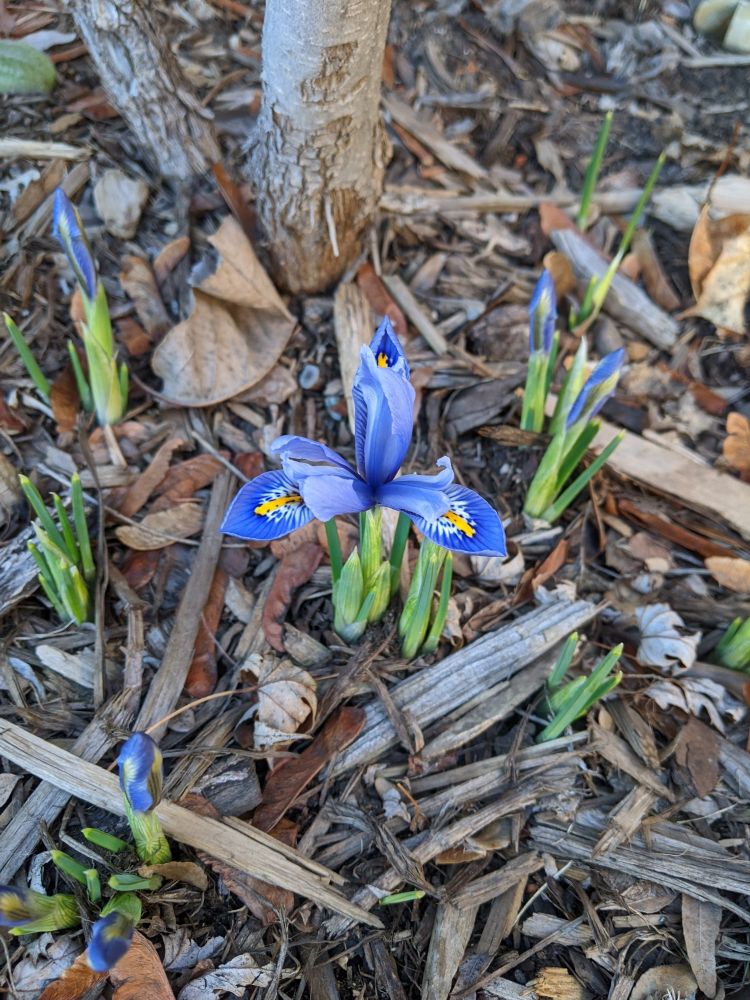 One tiny bluish purple and yellow flower among buds and sprouts emerging from the mulch