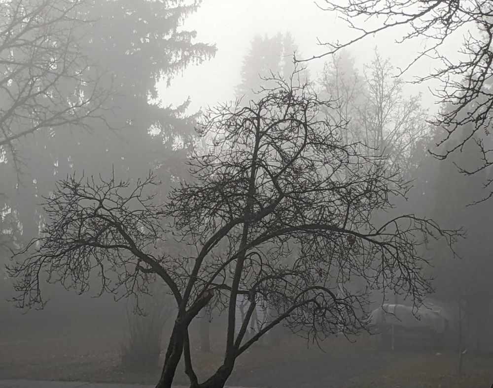 Photo of fog on a residential street with a tree that has lost all its leaves in the foreground and the bare hint of a house and some pines and other trees behind it.