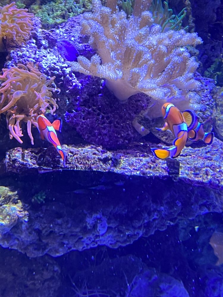 2 Clownfische im Aquarium in Hamburg