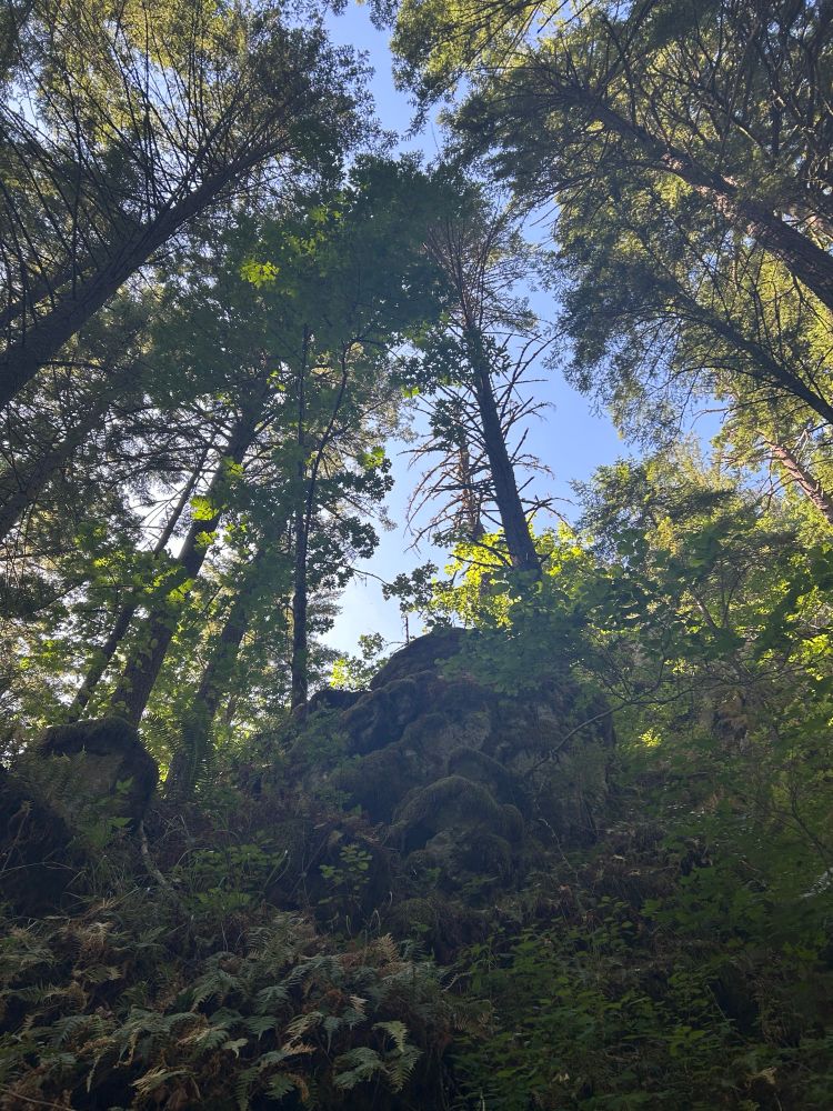 Four images depicting nature taken on a hike at Hamilton Mountain in the Columbia River Gorge in Washington state
