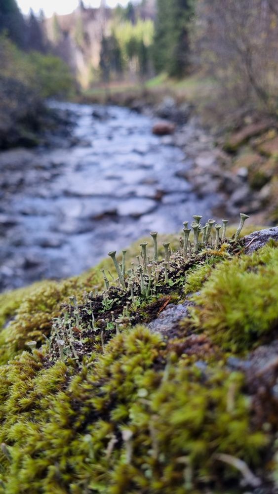 Photo of a moss- and lichen covered rock (with a close-up of some shreck ear shaped lichen) against a blurry background of a river flanked by trees