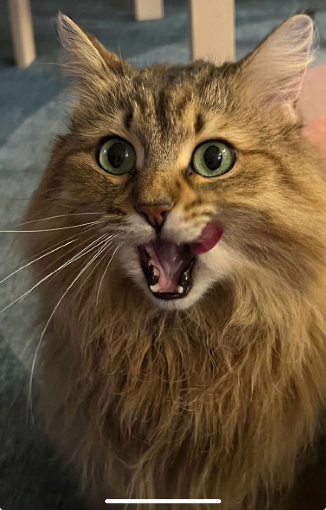 medium hair tabby cat licking her lips after a tasty meal