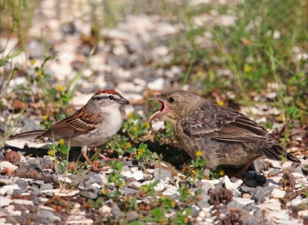 Juvenile (delinquent) cowbird returning friendly chipping sparrow greeting with absolutely-uncalled-for shrieking outrage (credit Merlin app)