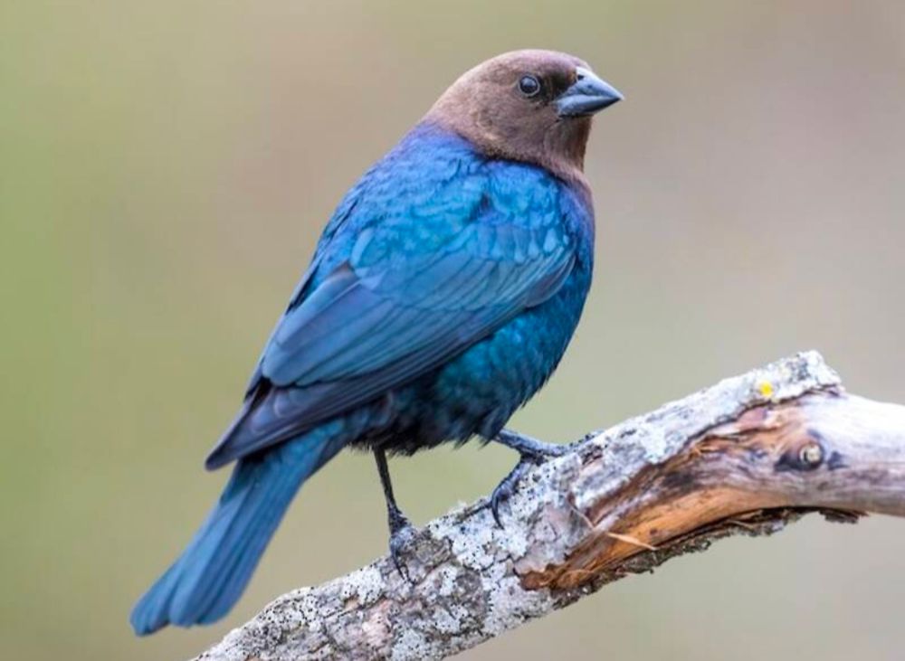 Normal cowbird photo, he's perched on a stick glaring over his shoulder. (credit: Merlin app screenshot).
