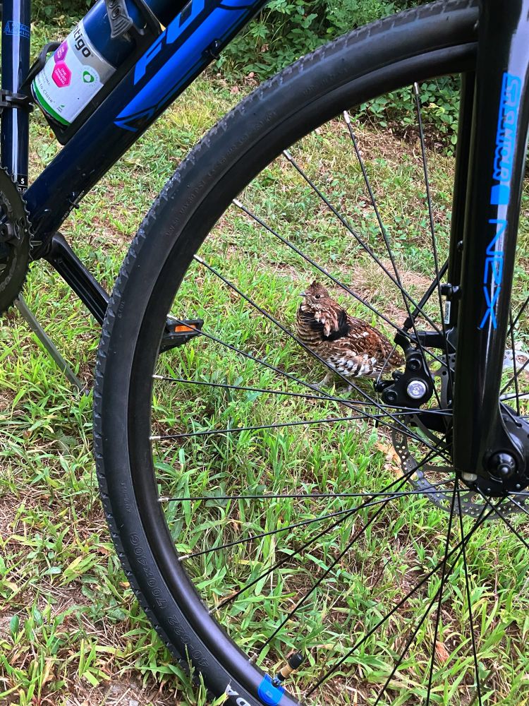 Grouse seen between behind the spokes of a bike tire.