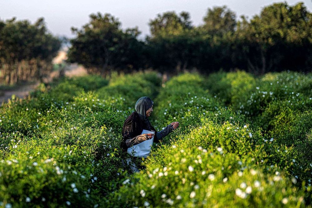 An agricultural worker harvests jasmine flowers at sunrise at a field in the village of Shubra Balula in Egypt's northern Nile delta province of Gharbiya on July 7, 2025. In this fertile pocket of the Delta, jasmine has sustained thousands of families for generations, but rising temperatures, prolonged dry spells and climate-driven pests are putting that legacy at risk. (Photo by Khaled DESOUKI / AFP)
