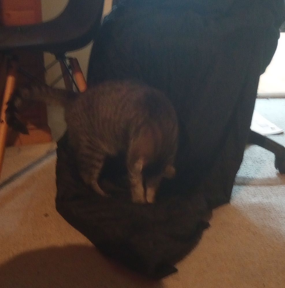Tiger striped cat standing on the spot that he recently evicted the other cat from, which is just a jacket drooping off a chair onto the floor