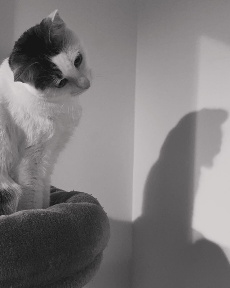 Cat reflecting in deep thought. 