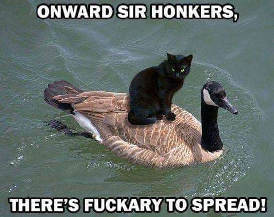 Cat riding a goose saying onwards Sir Honkers there’s fuckery to spread